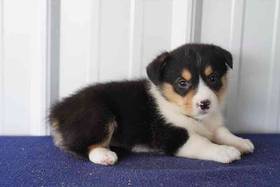 Pembroke Welsh Corgi