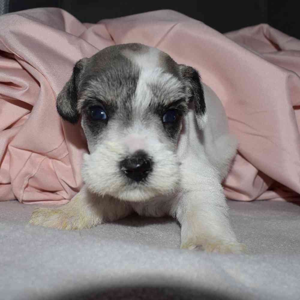 Female Mini Schnauzer Puppy for sale