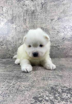 Samoyed