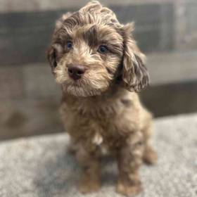 Mini Goldendoodle