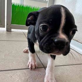 Boston Terrier