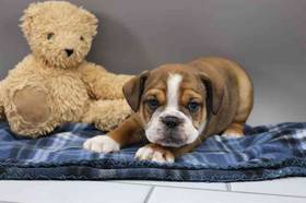 Bulldoggle
