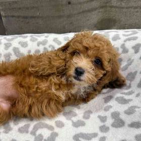 Mini Poodle