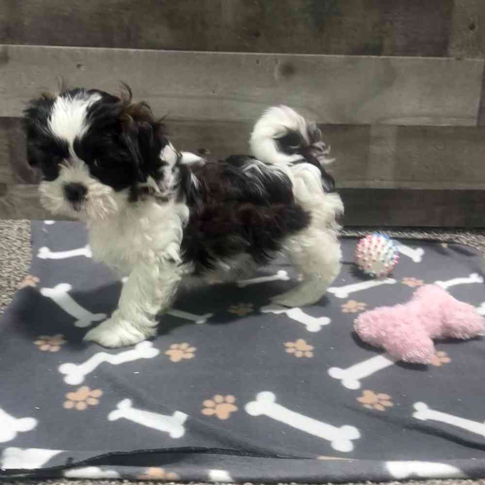 pet breed image