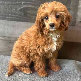 Cavapoo