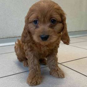 Cavapoo