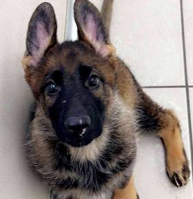 German Shepherd