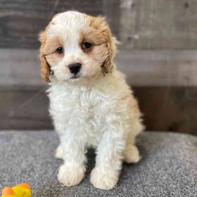 Cavapoo