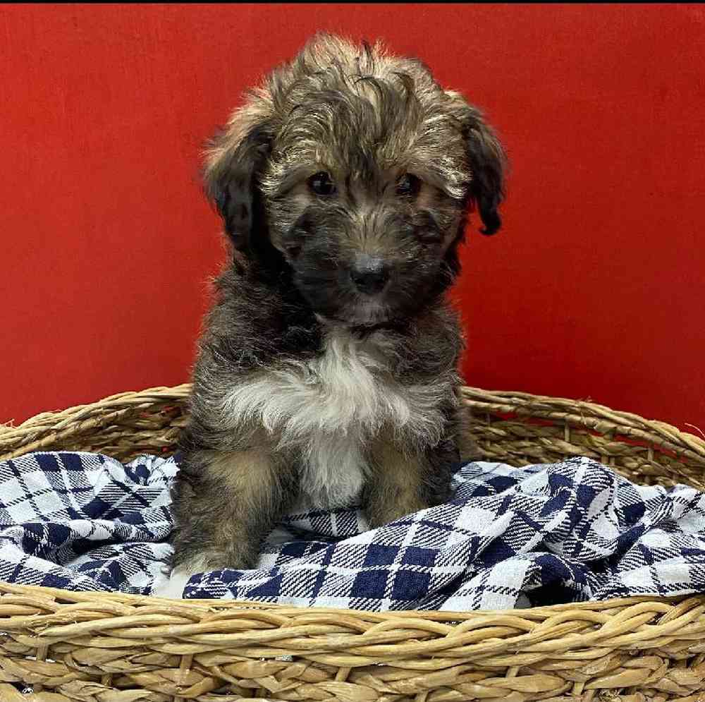 Female Sheltie-Mini Poodle Puppy for sale