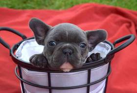 French Bulldog