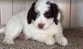 Mini Bernedoodle