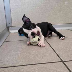 Boston Terrier