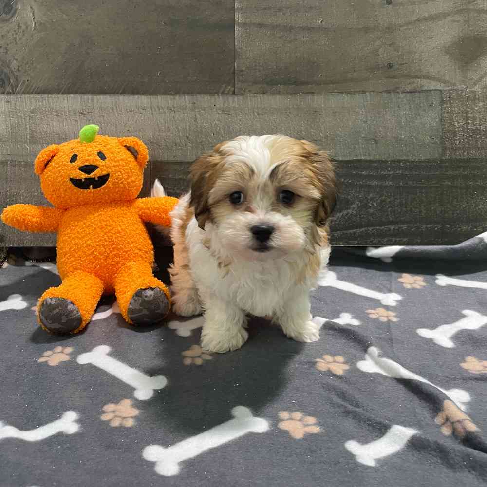 Bichon shih tzu for sale outlet