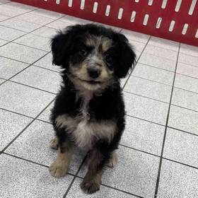 Mini Aussiedoodle