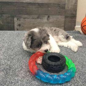 Poochi