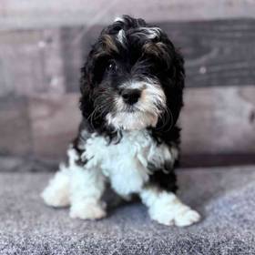 Cavapoo