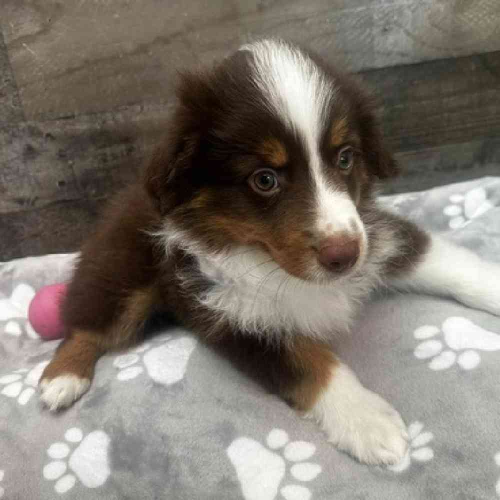Image of a pet breed in the gallery