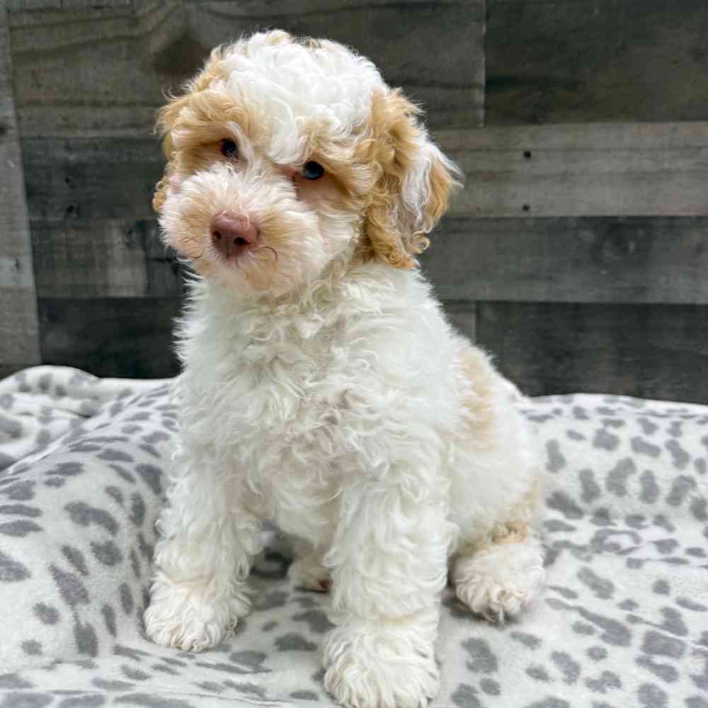 Image of a pet breed in the gallery