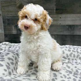 Bichon-Poodle