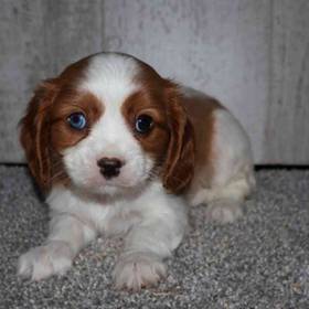 Cavalier King Charles Spaniel
