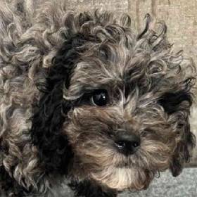 Mini Poodle