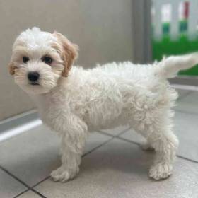 Cavapoo