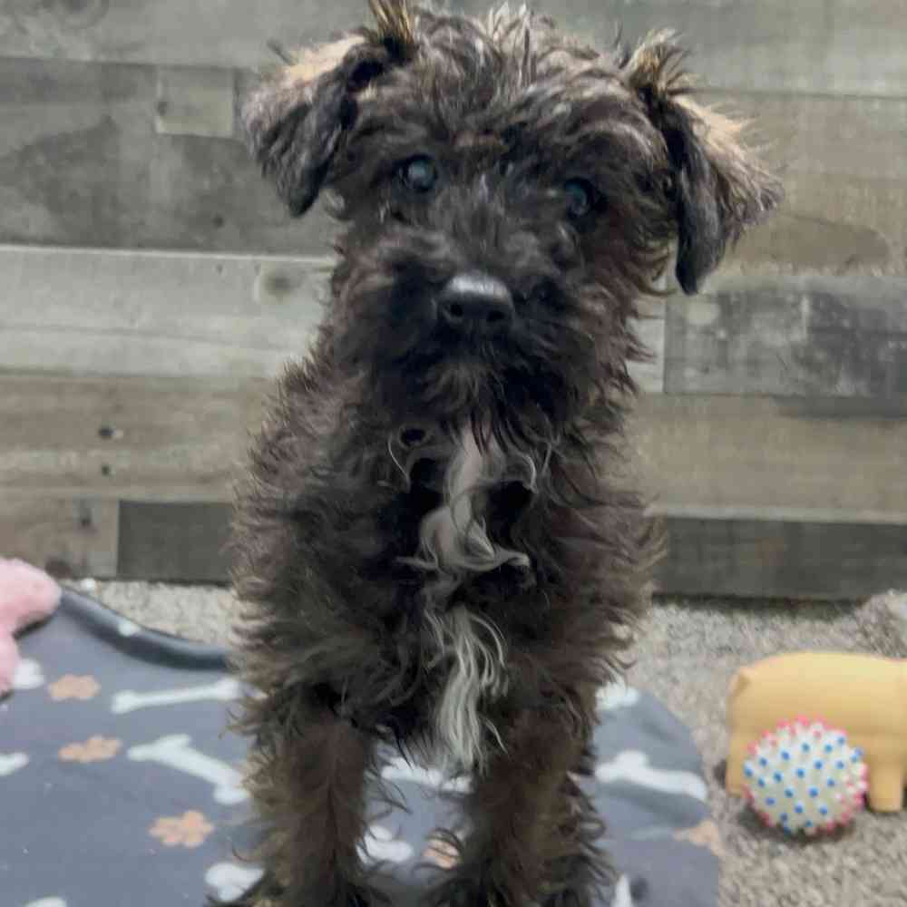Image of a pet breed in the gallery