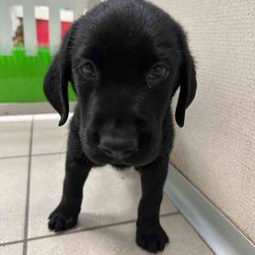 Labrador Retriever UNREG
