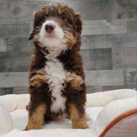 Aussiedoodle