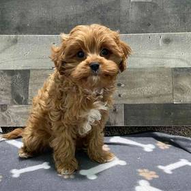 Cavapoo