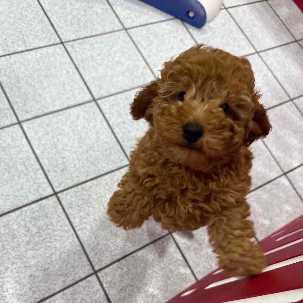 Cooper