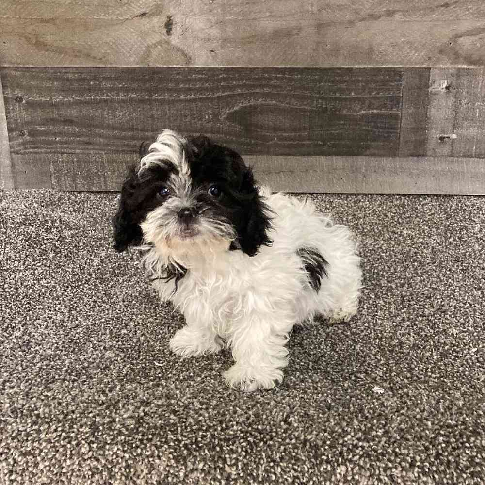 Female Shih Tzu-Bichon Puppy for Sale in Troy, MI