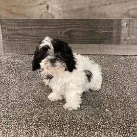 Shih Tzu-Bichon