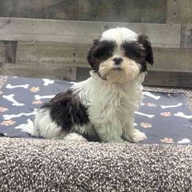Shih Tzu