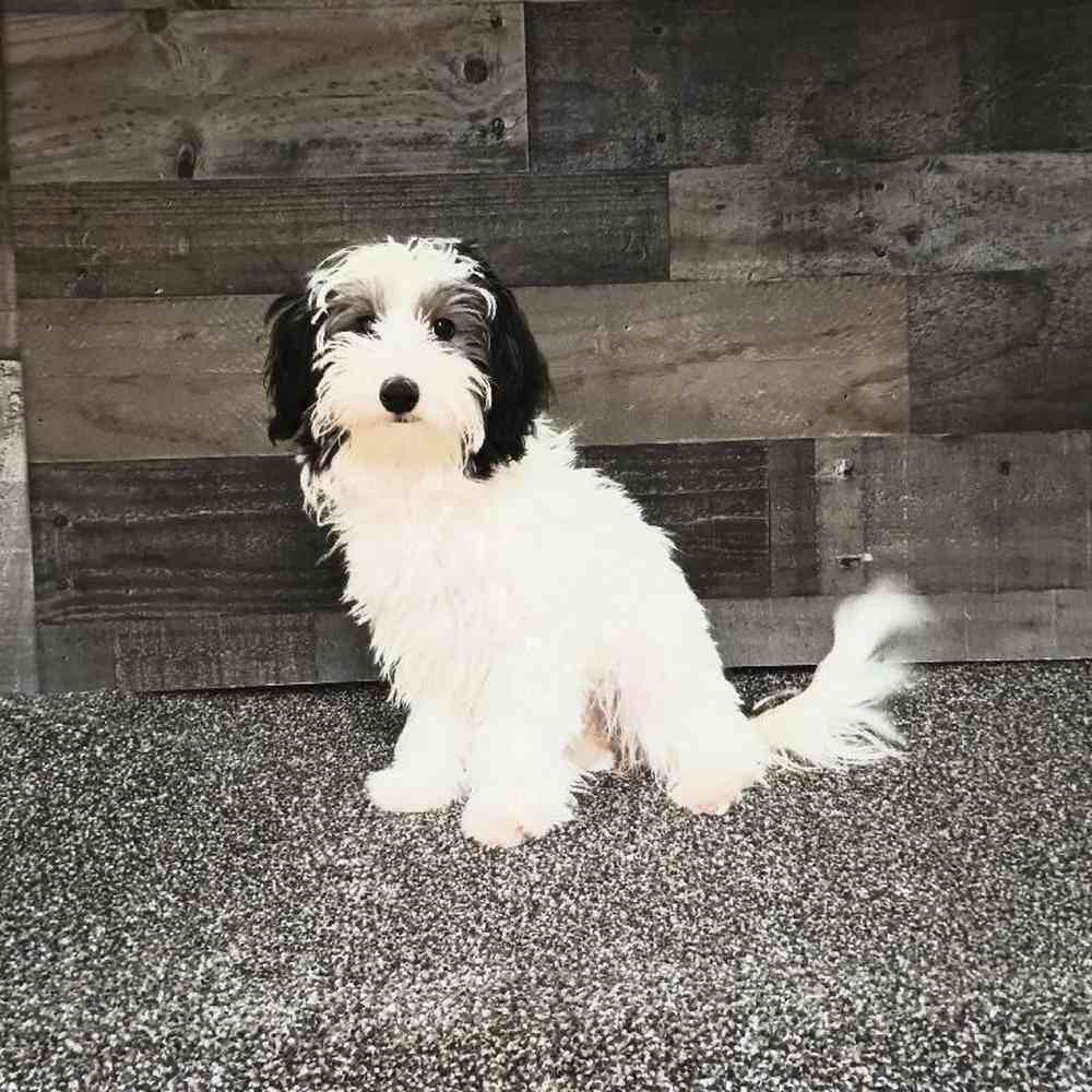 Female Maltipoo Puppy for Sale in Troy, MI