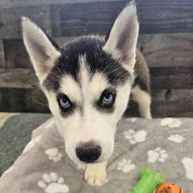Siberian Husky