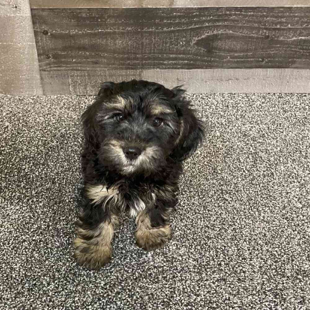 Male Yorkie-Poo Puppy for Sale in Troy, MI