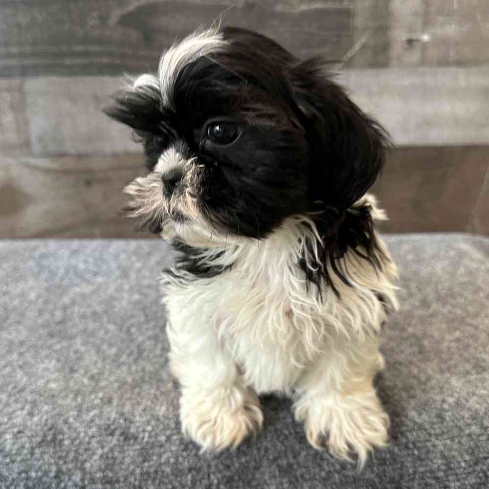pet breed image