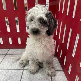 Cockapoo