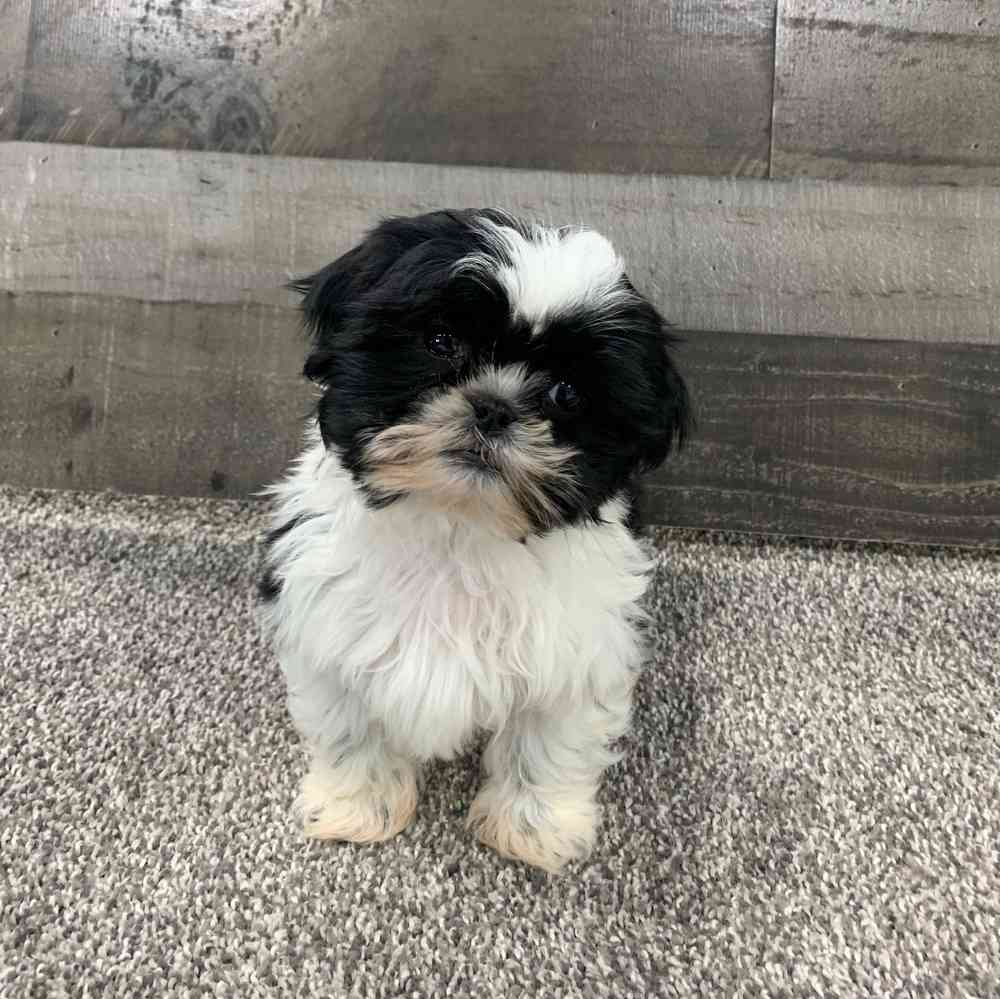 Shih Tzu