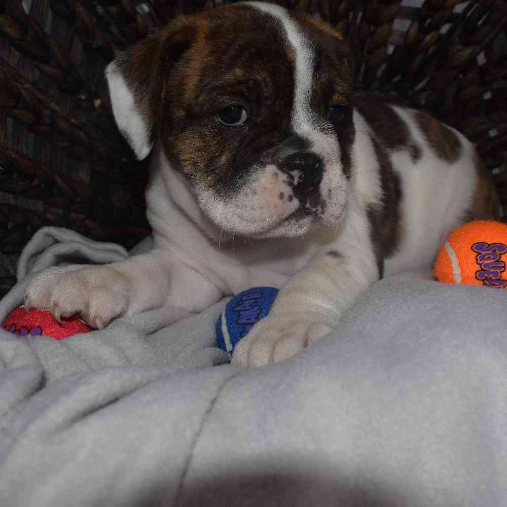 Female Boggle- doggle Puppy for sale