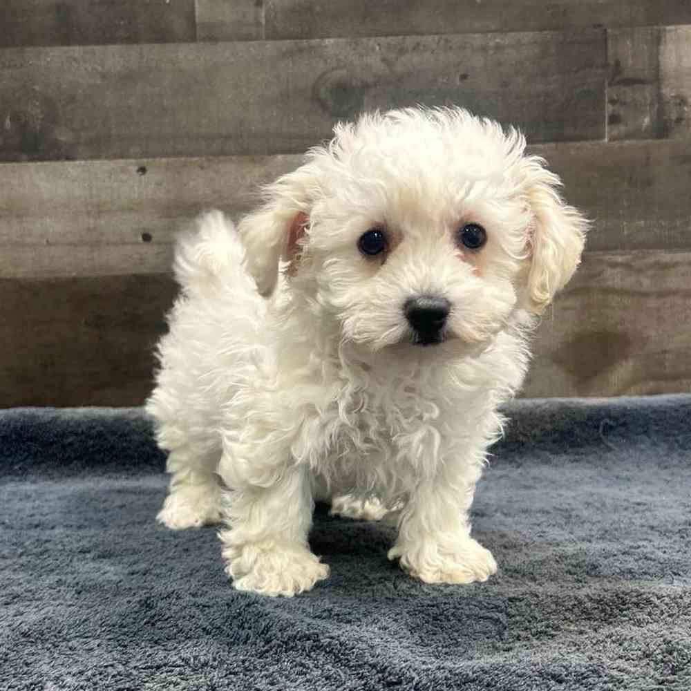 pet breed image
