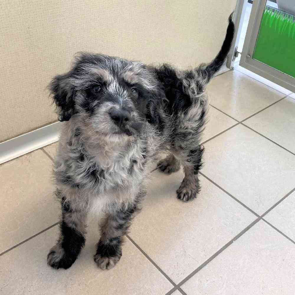 Male Mini Labradoodle Puppy for sale