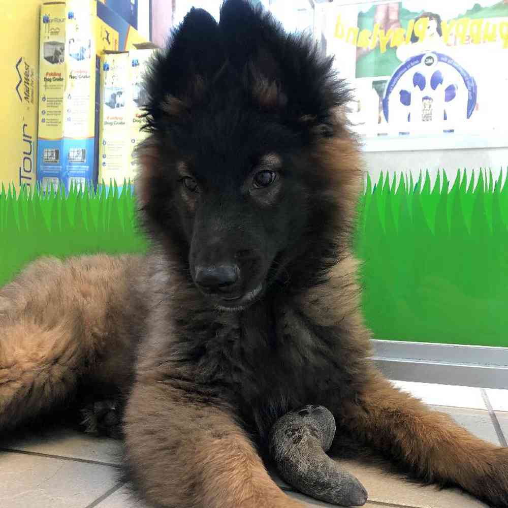 Male Belgian Tervuren Puppy for sale