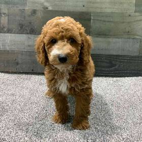 Mini Poodle