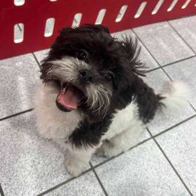 Shih Tzu-Bichon