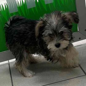 Mini Schnauzer-Yorkie
