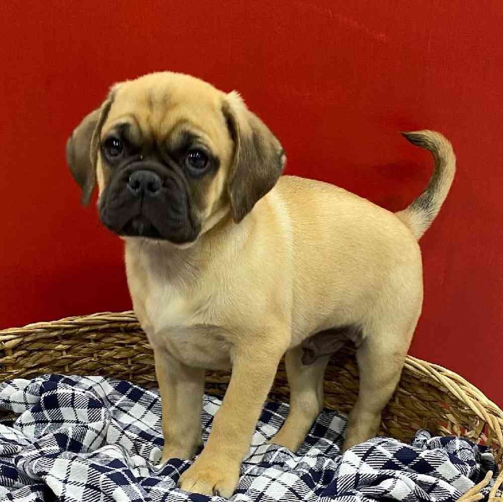 Male Puggle (F2) Puppy for sale