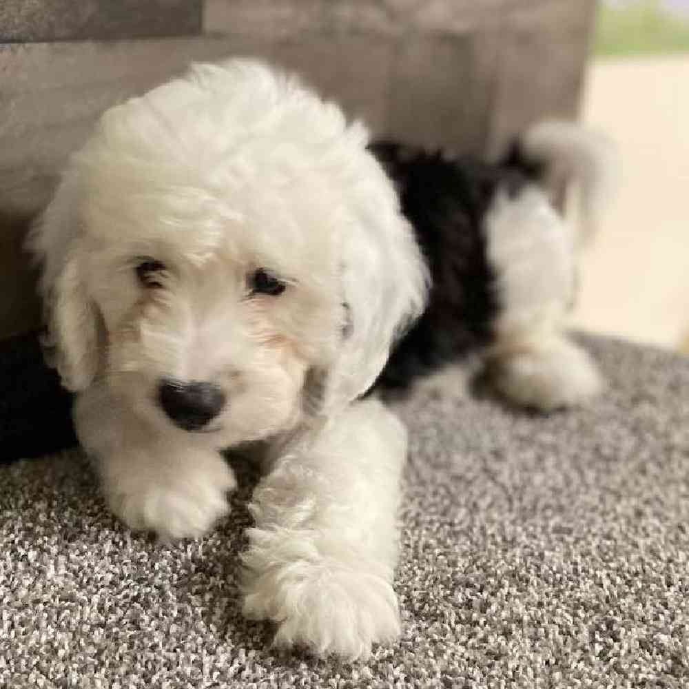 Male Mini Bernedoodle Puppy for Sale in Troy, MI
