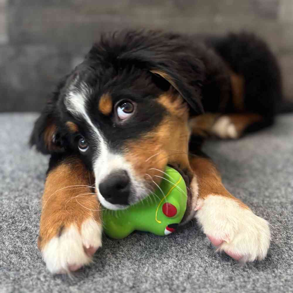 Rudy